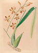 Iconography of Brazilian orchids Pl14 - João Barbosa Rodrigues — artwork view
