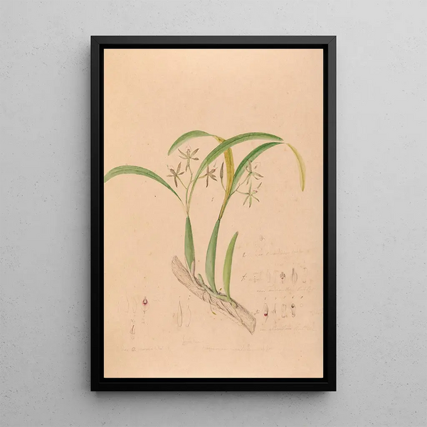 Joo Barbosa Rodrigues - Iconographie des orchidees du Bresil Pl16.webp