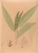 Iconography of Brazilian orchids Pl20 - João Barbosa Rodrigues — artwork view