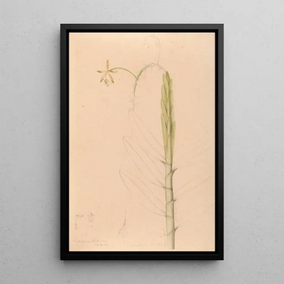 Joo Barbosa Rodrigues - Iconographie des orchidees du Bresil Pl22.webp