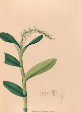 Joo Barbosa Rodrigues - Iconographie des orchidees du Bresil Pl23.webp
