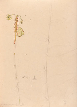 Joo Barbosa Rodrigues - Iconographie des orchidees du Bresil Pl26.webp