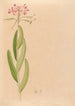 Iconography of Brazilian orchids Pl27 - João Barbosa Rodrigues — artwork view