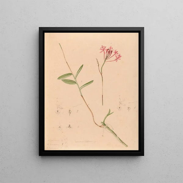 Joo Barbosa Rodrigues - Iconographie des orchidees du Bresil Pl28.webp