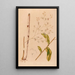 Iconographie des orchidées du Brésil Pl38 - João Barbosa Rodrigues — ingelijst kunstwerk aan de muur