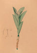 Iconographie des orchidées du Brésil Pl44 - João Barbosa Rodrigues — weergave van het kunstwerk