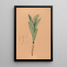 Iconographie des orchidées du Brésil Pl44 - João Barbosa Rodrigues — ingelijst kunstwerk aan de muur