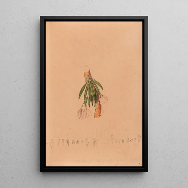 Joo Barbosa Rodrigues - Iconographie des orchidees du Bresil Pl50.webp