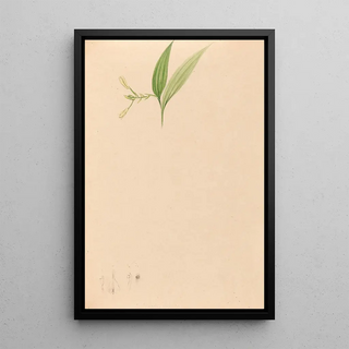Joo Barbosa Rodrigues - Iconographie des orchidees du Bresil Pl59.webp