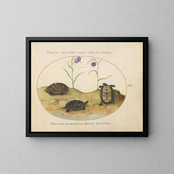 Een Hermann schildpad of Griekse schildpad, twee Europese waterschildpadden en twee fritillaries - Joris Hoefnagel — ingelijst kunstwerk aan de muur