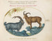 Een wilde geit en een Barbary mouflon - Joris Hoefnagel — weergave van het kunstwerk