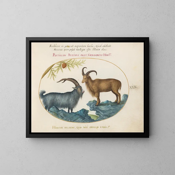 Een wilde geit en een Barbary mouflon - Joris Hoefnagel — ingelijst kunstwerk aan de muur