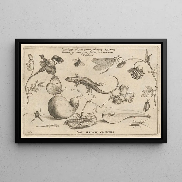 Joris Hoefnagel - Archetypa studiaque patris Georgii Hoefnagelii Pl03.webp