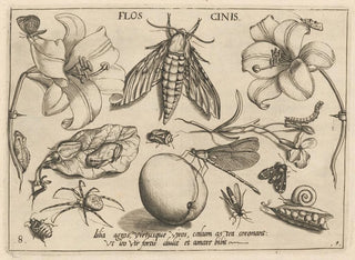 Joris Hoefnagel - Archetypa studiaque patris Georgii Hoefnagelii Pl10.webp