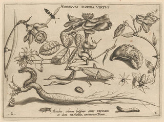 Joris Hoefnagel - Archetypa studiaque patris Georgii Hoefnagelii Pl17.webp