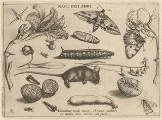 Joris Hoefnagel - Archetypa studiaque patris Georgii Hoefnagelii Pl23.webp