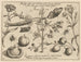 Archetypes en studies van vader Georgius Hoefnagel - Joris Hoefnagel — weergave van het kunstwerk