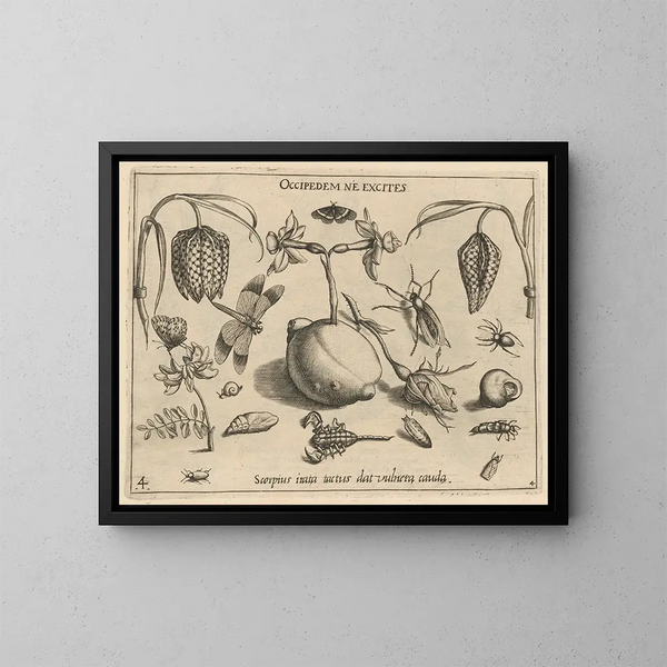 Archetypes en studies van vader Georgius Hoefnagel Pl45 - Joris Hoefnagel — ingelijst kunstwerk aan de muur