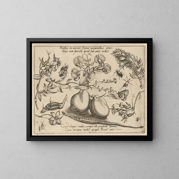Archetypes en studies van vader Georgius Hoefnagel Pl48 - Joris Hoefnagel — ingelijst kunstwerk aan de muur