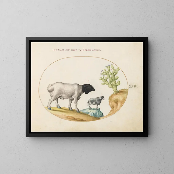 van Perzische schapen met zwarte koppen en een schaap met lange staart met een cactus - Joris Hoefnagel — ingelijst kunstwerk aan de muur