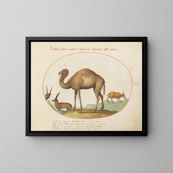 Ibex en kameldieren geiten - Joris Hoefnagel — ingelijst kunstwerk aan de muur