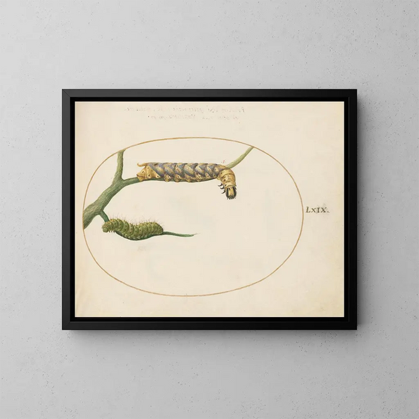 van een keizervlinder met een tweede rups op een tak - Joris Hoefnagel — ingelijst kunstwerk aan de muur