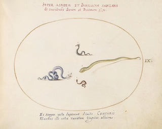Joris Hoefnagel - Four Small Snakes.webp