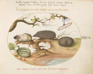 Joris Hoefnagel - Guinea Pig and Hedgehogs with Melon and Cobnuts.webp