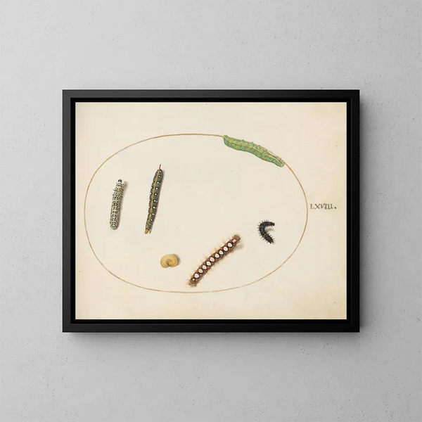 van de Chenille van de spurge feuillue, molenworm en andere rupsen - Joris Hoefnagel — ingelijst kunstwerk aan de muur