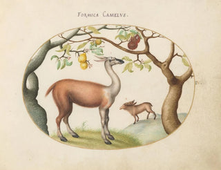 Joris Hoefnagel - Llama and Moose.webp