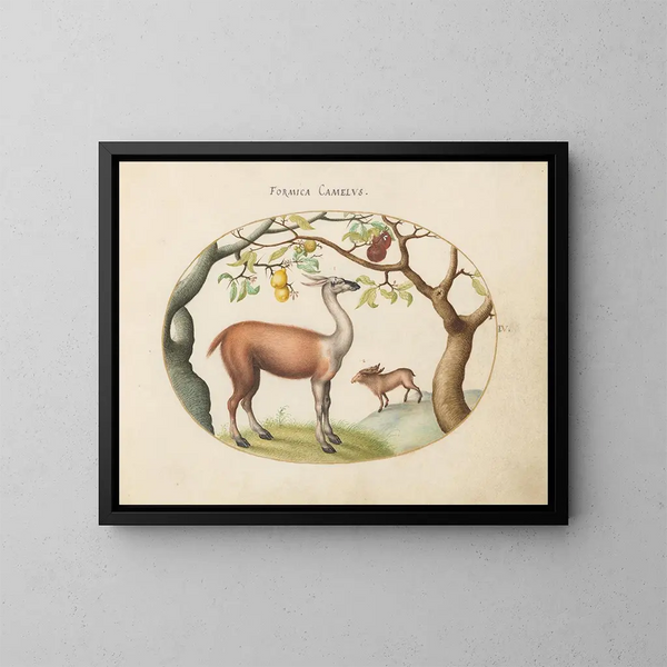 Lama en eland - Joris Hoefnagel — ingelijst kunstwerk aan de muur