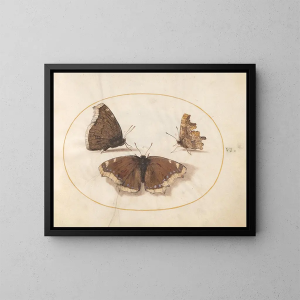 Plaque 06 Twee beelden van een rouwvlinder en een vlinder, - Joris Hoefnagel — ingelijst kunstwerk aan de muur