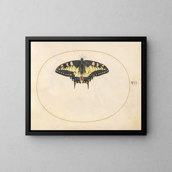 Planche 07 Papillon queue de swallowtail - Joris Hoefnagel — ingelijst kunstwerk aan de muur