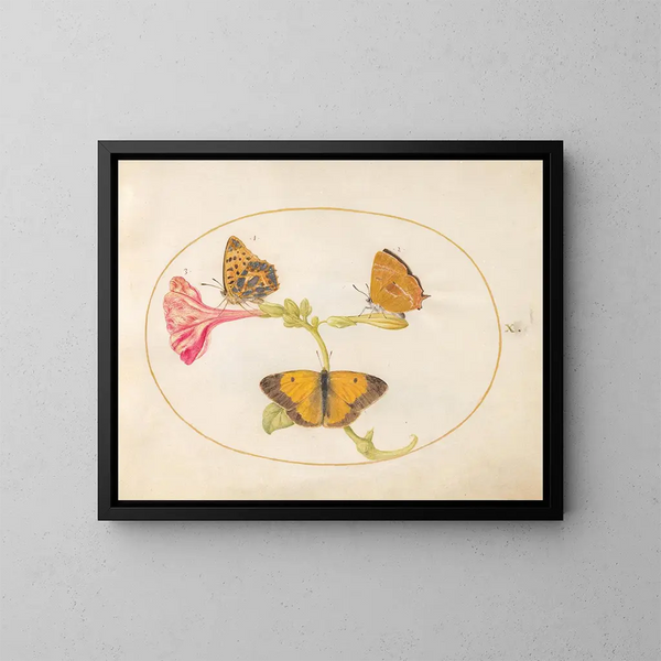 Plaque 10: Het bruin van het haar, de zilveren fritillaria en de gele wolkvlinder op een vier-uurtje - Joris Hoefnagel — ingelijst kunstwerk aan de muur