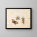 Platine 12 Twee afbeeldingen van een fritillaria met een zilveren rand en een taupe krekel - Joris Hoefnagel — ingelijst kunstwerk aan de muur