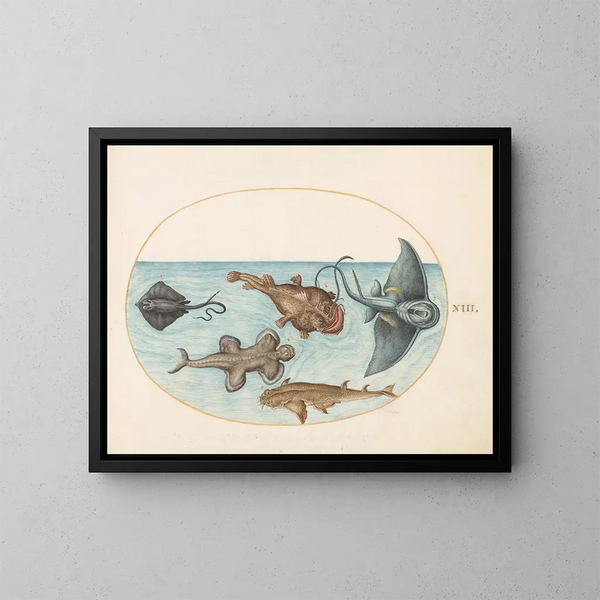 Planche 13 Twee roggen, een lantaarnvis, een botvis en een engelshaai - Joris Hoefnagel — ingelijst kunstwerk aan de muur