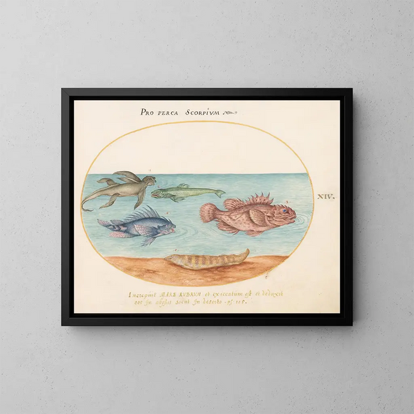 Platine 14 Een zeeschildpad, twee schorpioenvissen en twee andere vissen - Joris Hoefnagel — ingelijst kunstwerk aan de muur