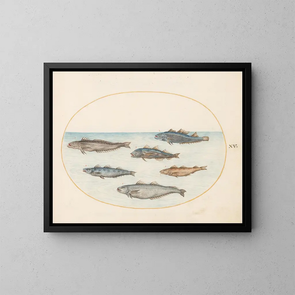 Planche 15 Zes vissen asellorum cod - Joris Hoefnagel — ingelijst kunstwerk aan de muur