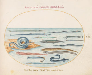 Joris Hoefnagel - Plate 16 Eels Pipefish and Needlefish.webp