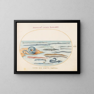 Joris Hoefnagel - Plate 16 Eels Pipefish and Needlefish.webp