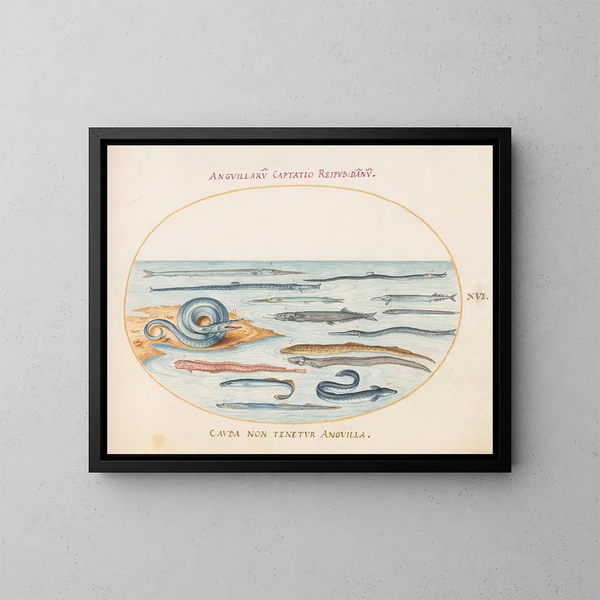 Planche 16 Anguilles, poissons-pipes et poissons-aiguilles - Joris Hoefnagel — ingelijst kunstwerk aan de muur