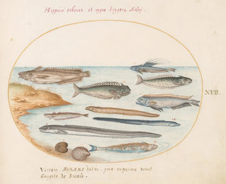 Joris Hoefnagel - Plate 17 A Cod Weever Fish Eels and Other Fish.webp