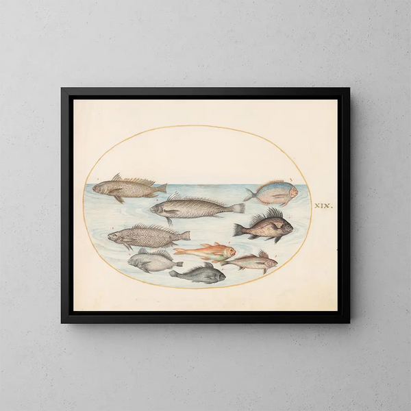 Platine 19 Een zeedraakje en andere vissen, inclusief twee koranjes - Joris Hoefnagel — ingelijst kunstwerk aan de muur