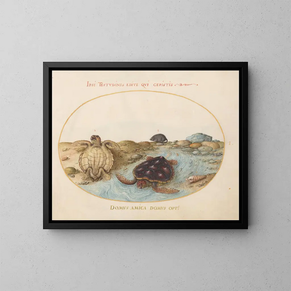 Planche 1 Twee kaaimanschildpadden of groene schildpadden, een muskusrat en schelpen - Joris Hoefnagel — ingelijst kunstwerk aan de muur