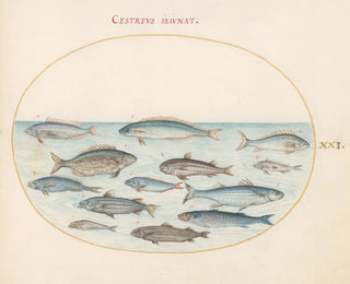 Joris Hoefnagel - Plate 21 Cod and Other Fish.webp