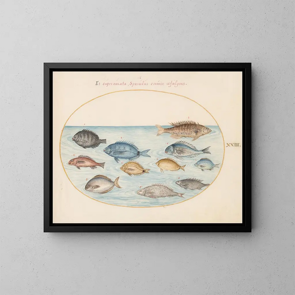 Planche 23: Dorade en andere vissen - Joris Hoefnagel — ingelijst kunstwerk aan de muur