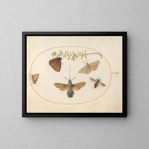 Plant 23: Sphinxvlinder, vlinders en andere insecten rond een tak van de symphorine - Joris Hoefnagel — ingelijst kunstwerk aan de muur