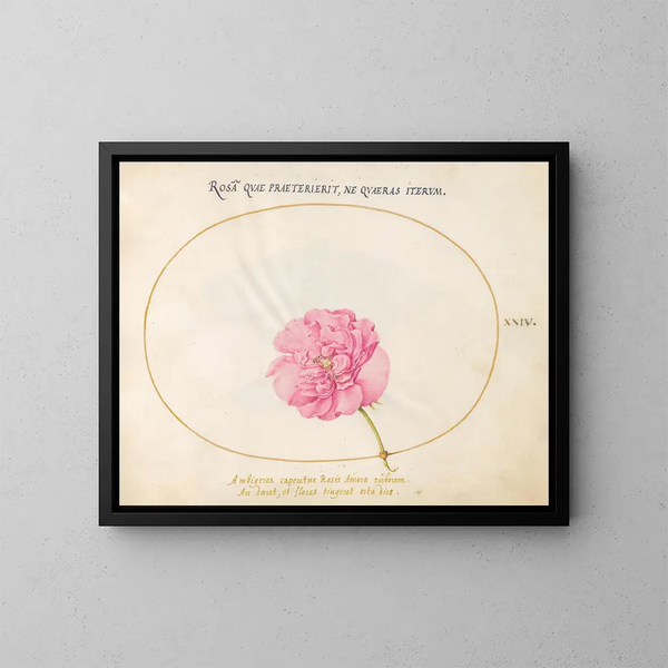 Plant 24 Roos roze - Joris Hoefnagel — ingelijst kunstwerk aan de muur