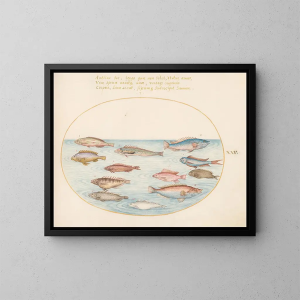 Planche 25: Mediterrane maanvis, andere labres, een vis met zwaluwstaart, verschillende anthias en andere vissen - Joris Hoefnagel — ingelijst kunstwerk aan de muur