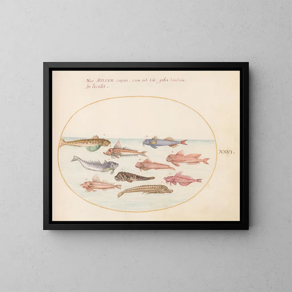 Planche 26: Draken van Gurnard en andere vissen - Joris Hoefnagel — ingelijst kunstwerk aan de muur